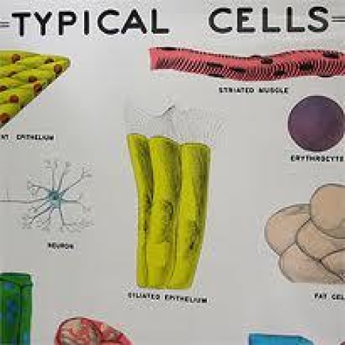 Science Educational Charts